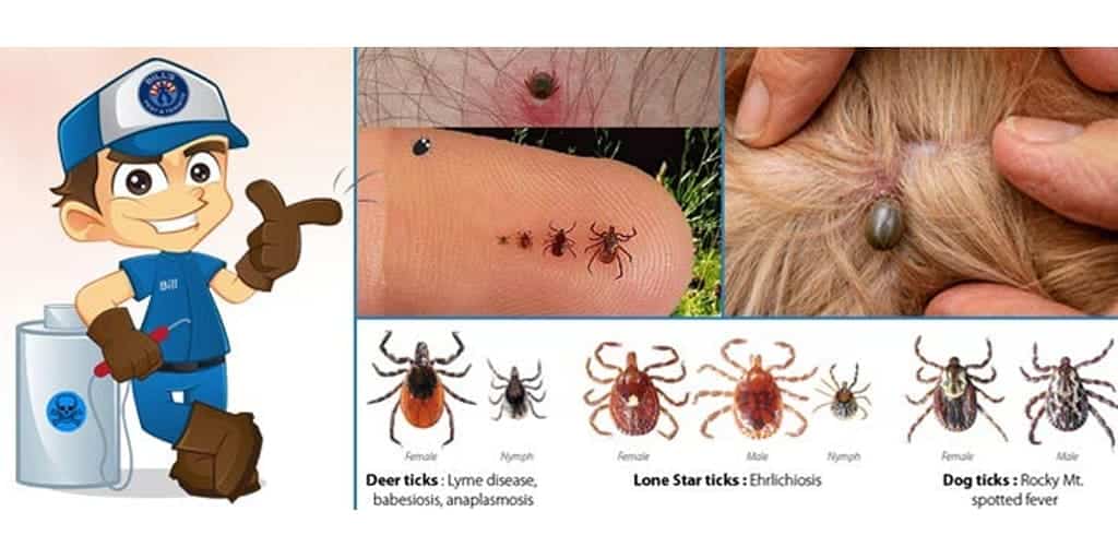 Tick Extermination Mesa Az